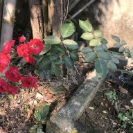 NGOCLINH8