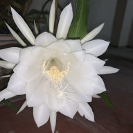 PHUDU1411