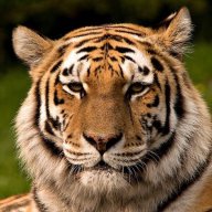 tiger0812