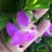 thucoanh99